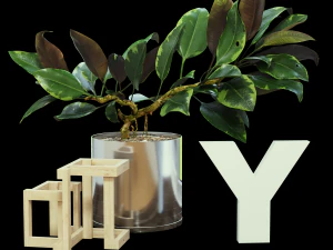 ficus 3D Model