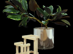 ficus 3D Model