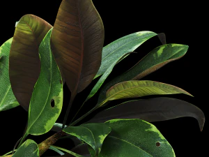 ficus 3D Model