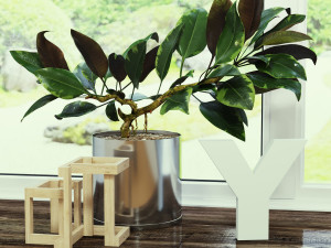ficus 3D Model