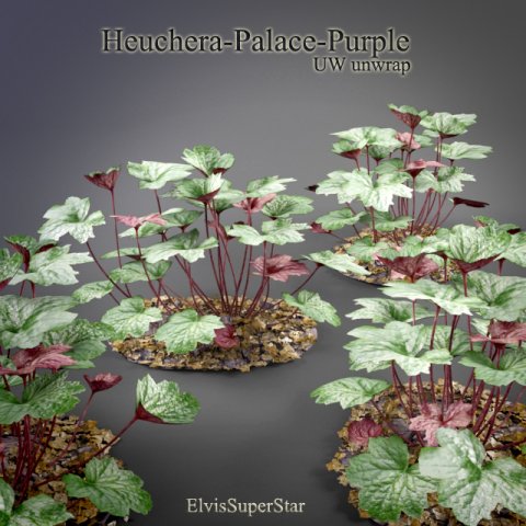 heuchera palace purple 3D Model .c4d .max .obj .3ds .fbx .stl .blend 