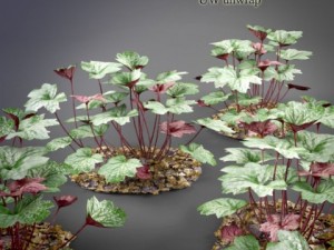 heuchera palace purple 3D Model