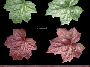 heuchera palace purple 3D Model