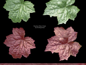 heuchera palace purple 3D Model
