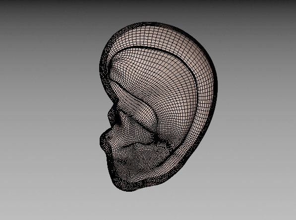 ear 3D Model .c4d .max .obj .3ds .fbx .stl .blend 
