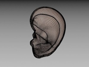 ear Model 3D