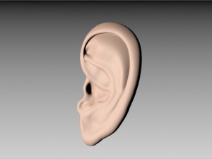 ear 3D Model