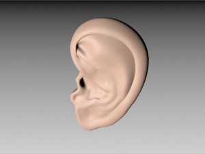 ear 3D Model