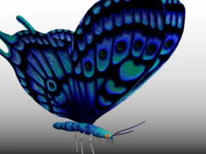 bluebutterfly 3D Model