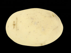 potato 3Dモデル