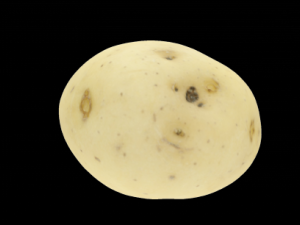 potato 3Dモデル