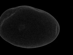 batata Modelo 3D