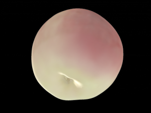 apple 3D Model