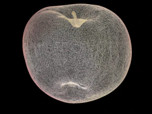 apple 3D Model