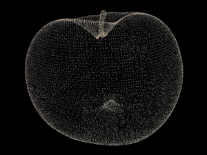 apple 3D Model