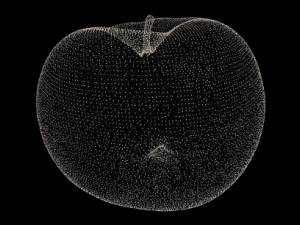 apple 3D Model
