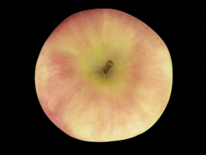 apple 3D Model