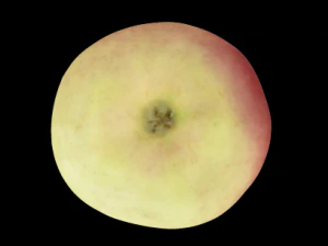 apple 3D Model