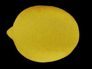 lemon 3D Model