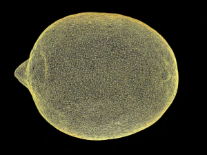 lemon 3D Model