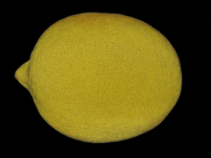 lemon 3D Model