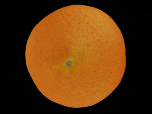 orange Modelo 3D