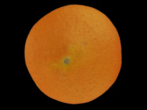 orange 3D Model