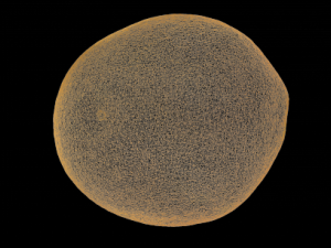 orange Modelo 3D