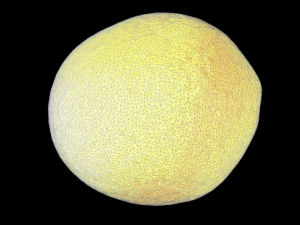 orange Modelo 3D