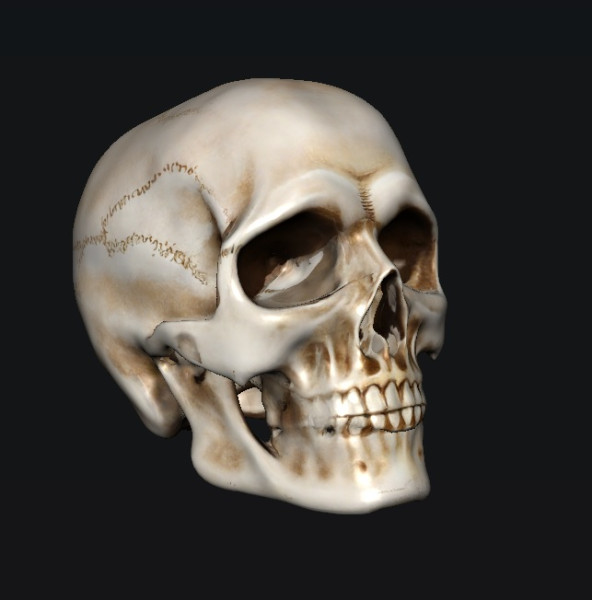 Skull 3D 모델 .c4d .max .obj .3ds .fbx .stl .blend 