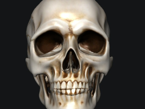 Skull 3D 모델