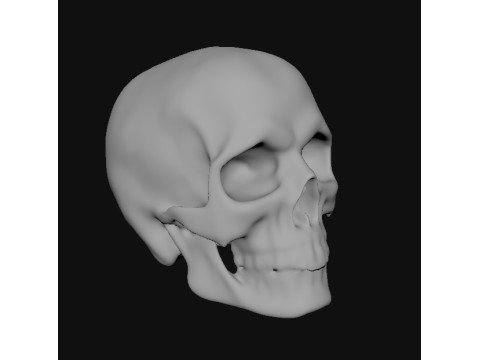 Skull 3D 모델
