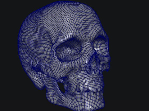 Skull 3D 모델