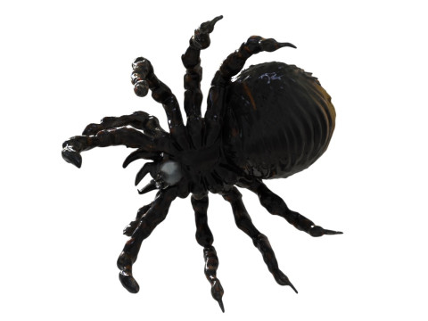Spider Creature 3Dモデル