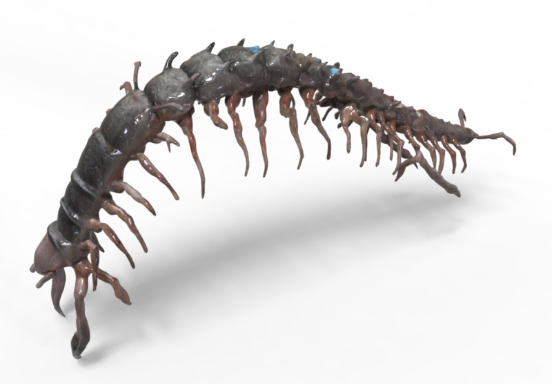 Centipede Creature 3D Модель .c4d .max .obj .3ds .fbx .stl .blend 