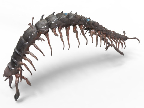 Centipede Creature Model 3D