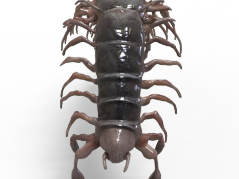 Centipede Creature 3D Модель