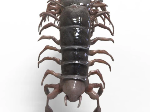 Centipede Creature 3D Model