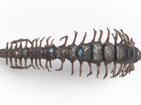 Centipede Creature 3D Модель