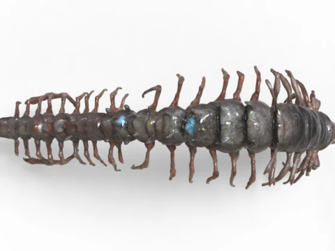 Centipede Creature 3D Model