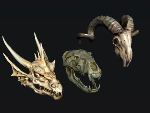 Skull Animal Model 3D