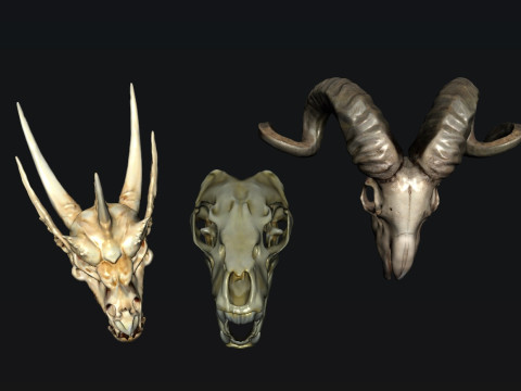 Skull Animal 3D Модель