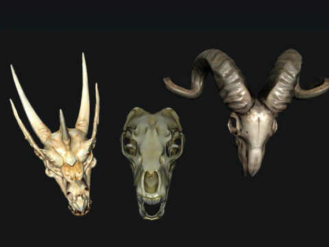 Skull Animal 3D Model