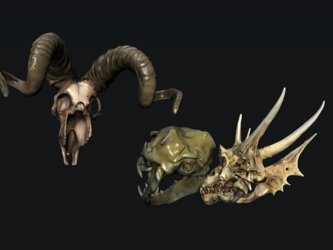 Skull Animal 3D Модель