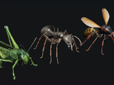 Тварини Комаха 3D Модель