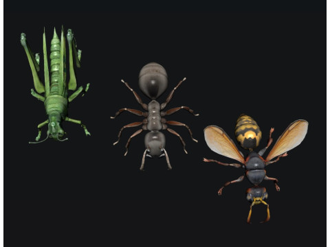 Animals Insect Modelo 3D