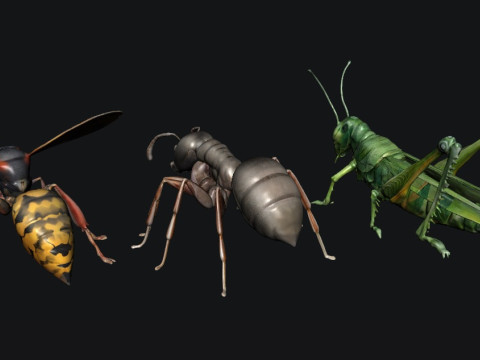 Animals Insect Modelo 3D