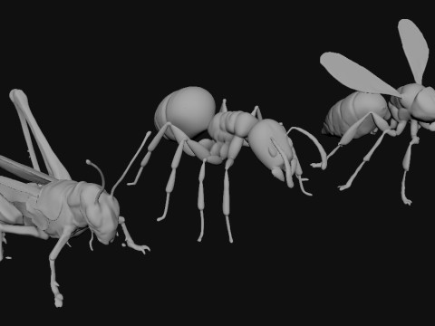 Animals Insect Modelo 3D