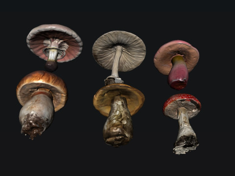 Mushroom 3Dモデル