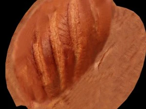 bread on the towel 3D Model